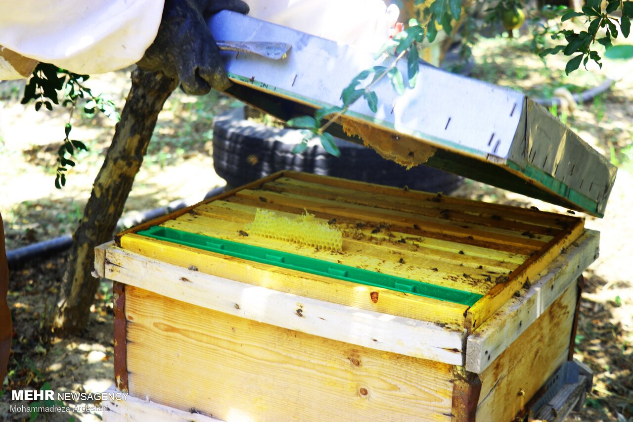 سالانه بالغ بر ۶۰ تن عسل مرغوب در شهرستان بدره تولید می شود