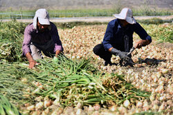 هشدار در خصوص تکرار تراژدی افت قیمت محصولات کشاورزی در جنوب کرمان