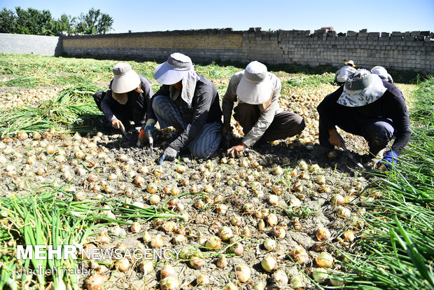 İsfahan'da soğan hasadı başladı