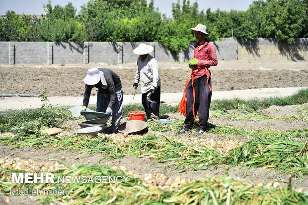 İsfahan'da soğan hasadı başladı