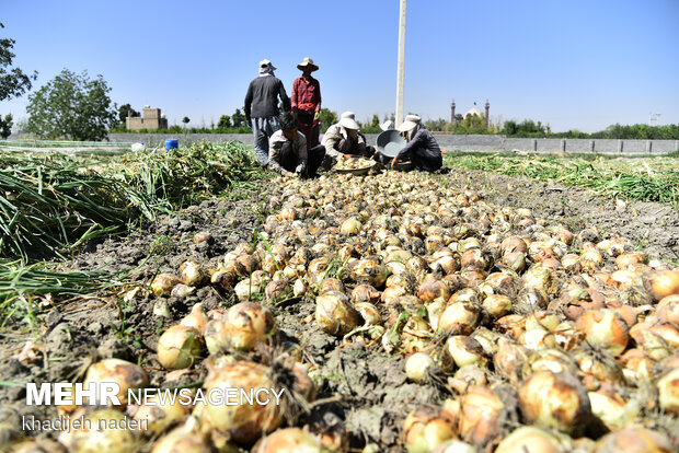 İsfahan'da soğan hasadı başladı
