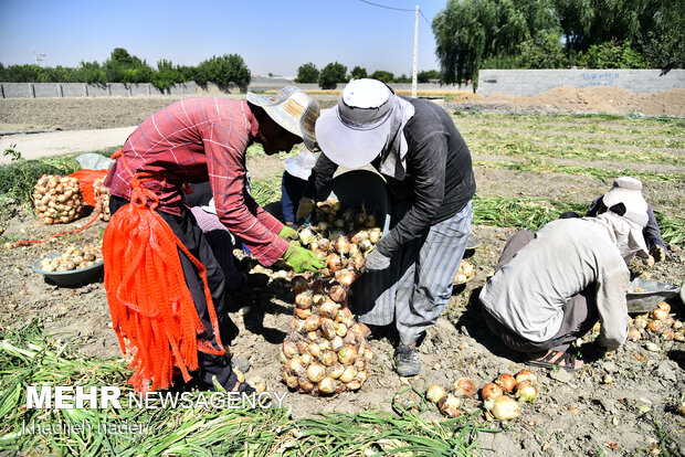 İsfahan'da soğan hasadı başladı