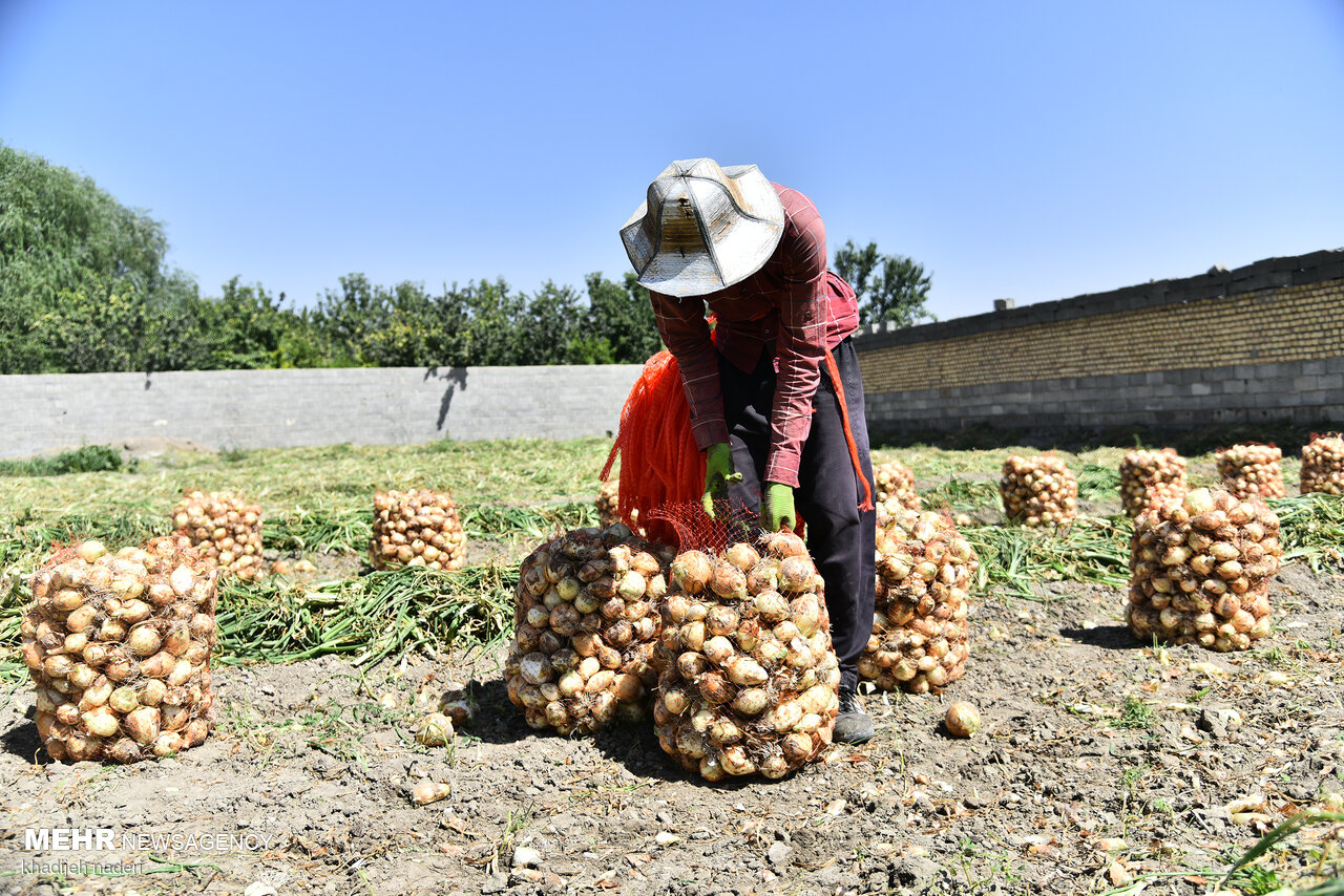 اصفہان کے فلاورجان علاقہ میں پیاز جمع کرنے کی فصل کا آغاز