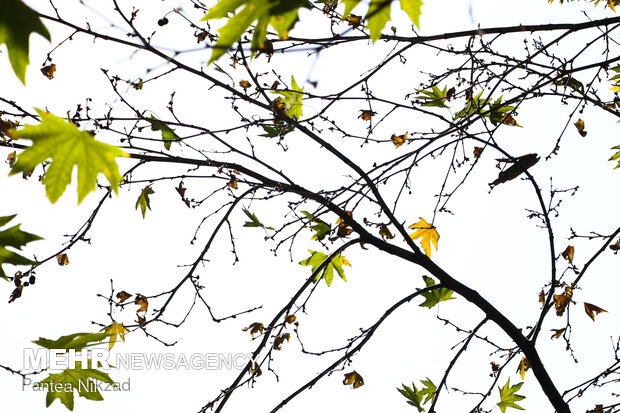 Early autumn in Tehran