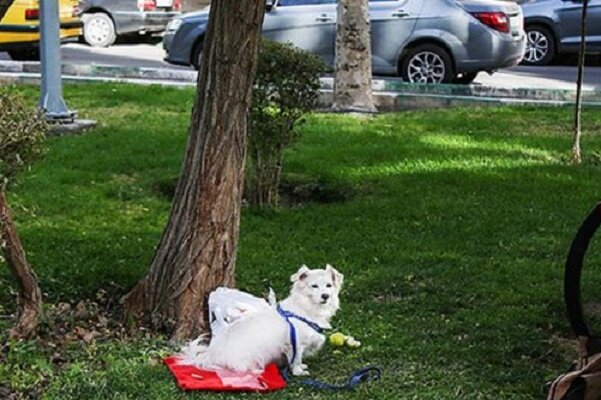 شورای شهر خواستار جداسازی محل گردش حیوانات خانگی در بوستان ها شد