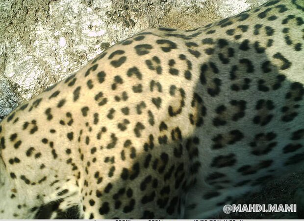 Persian leopard spotted in Malekshahi 
