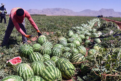 ۲۲۰ هزار تن هندوانه از مزارع گلستان برداشت می شود