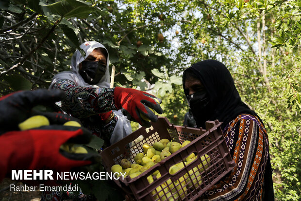 Harvesting season begins in village in S. Iran