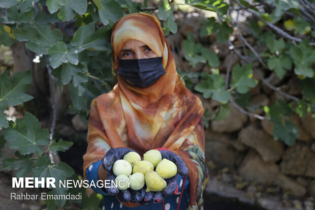 Harvesting season begins in village in S. Iran