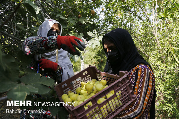 Harvesting season begins in village in S. Iran