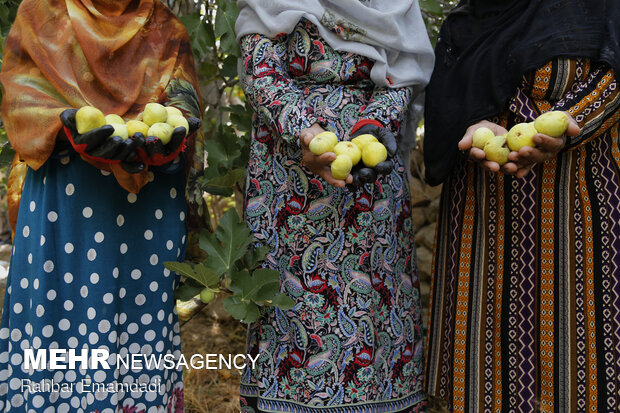 Harvesting season begins in village in S. Iran