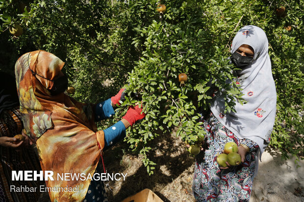 Harvesting season begins in village in S. Iran