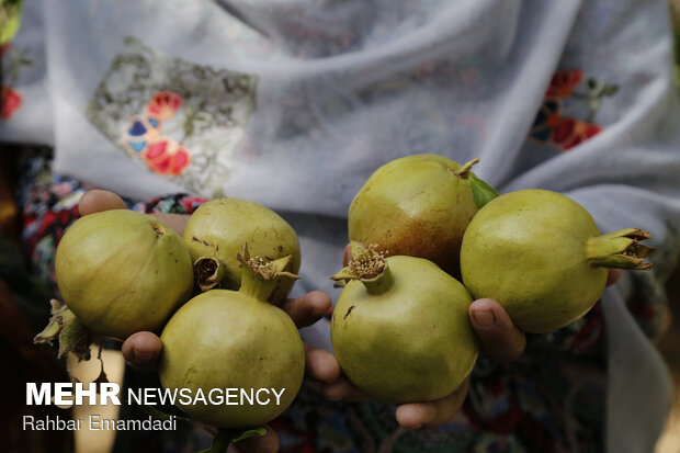 Harvesting season begins in village in S. Iran