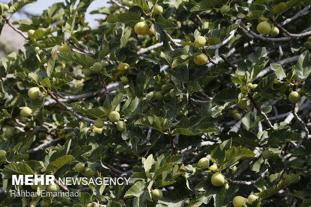 Harvesting season begins in village in S. Iran