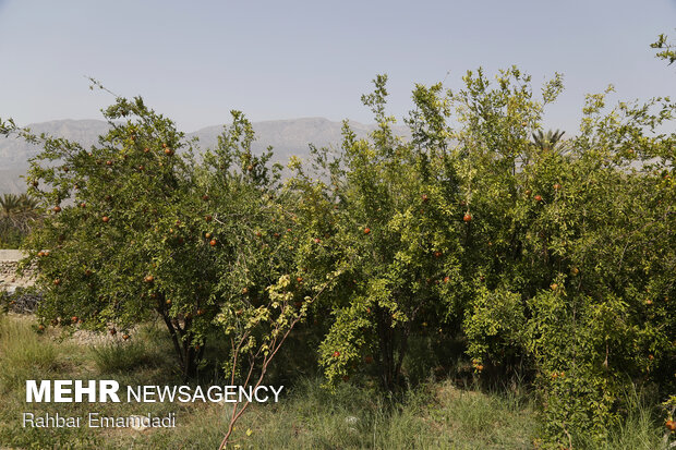 آغاز برداشت محصول از باغات روستای هماگ - هرمزگان