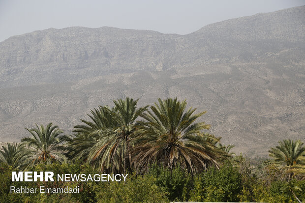 آغاز برداشت محصول از باغات روستای هماگ - هرمزگان