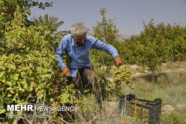 Harvesting season begins in village in S. Iran