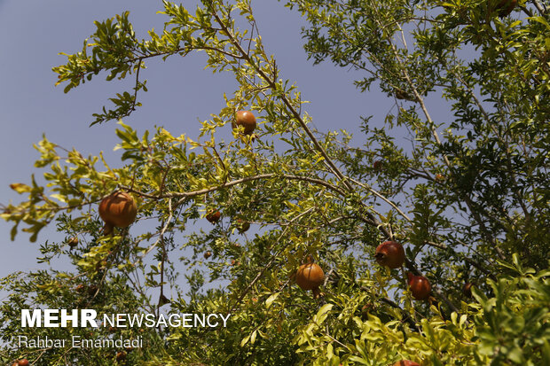 Harvesting season begins in village in S. Iran