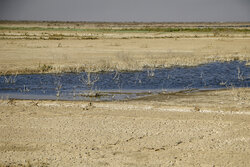 آبدهی رودخانه‌ها و چاه‌های استان بوشهر با کاهش شدید روبرو است