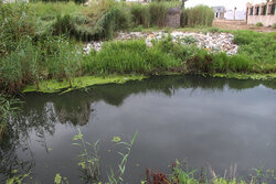 ورود فاضلاب خام به کانال آب کشاورزی پاکدشت- ورامین