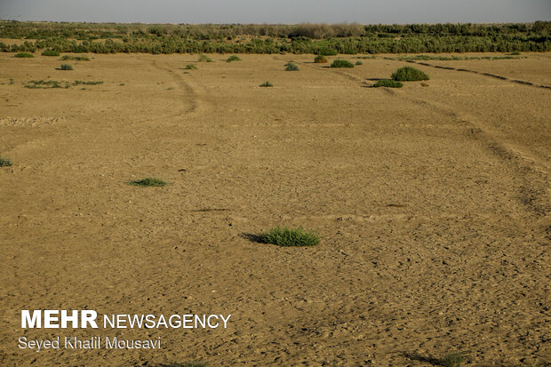 چاه های آب غیرمجاز ریشه حیات را در کرمان می خشکاند