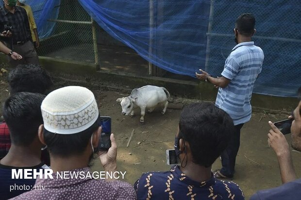هجوم بنگلادشی ها برای سلفی گرفتن با کوچکترین گاو جهان