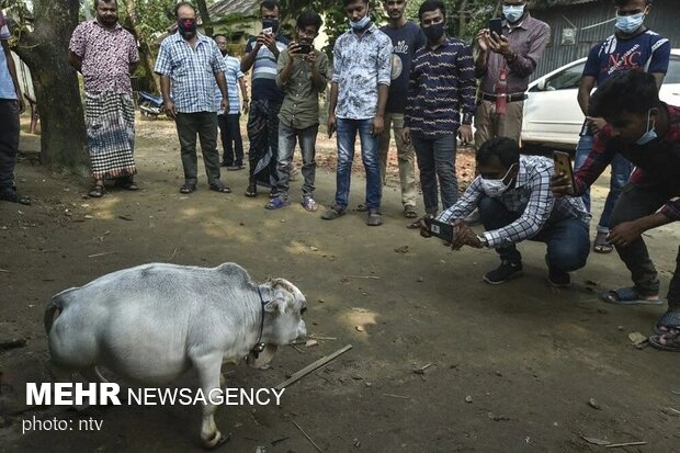 هجوم بنگلادشی ها برای سلفی گرفتن با کوچکترین گاو جهان