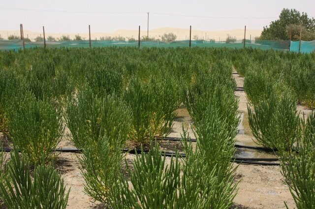 سالیکورنیا؛ سرمه سبز سواحل گلستان/«نمک سبز» به توسعه شتاب می دهد