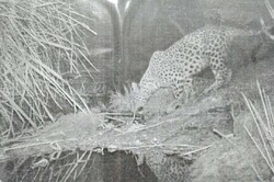 Persian leopard spotted in Dashtestan