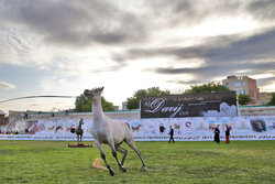 جشنواره اسب اصیل عرب در شوشتر برگزار می‌شود