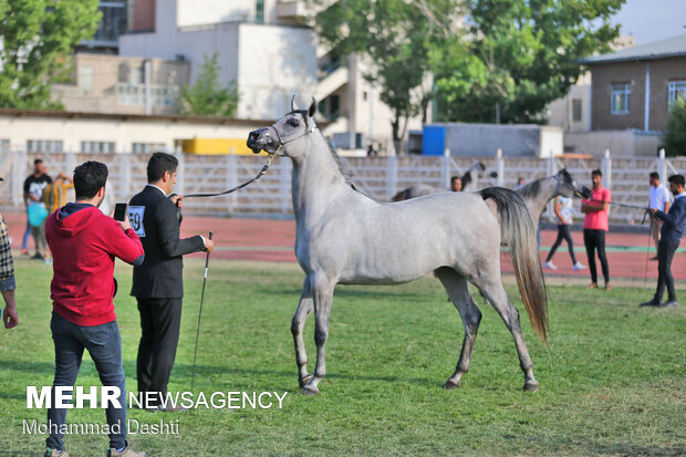 جشنواره ملی زیبایی اسب اصیل عرب در اردبیل