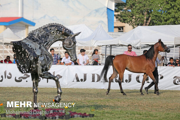 جشنواره ملی زیبایی اسب اصیل عرب در اردبیل