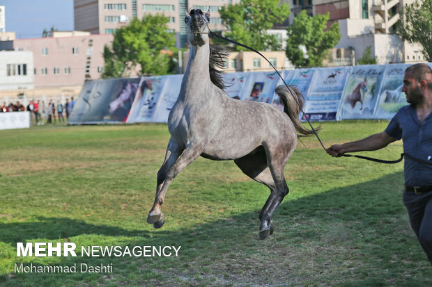 جشنواره ملی زیبایی اسب اصیل عرب در اردبیل