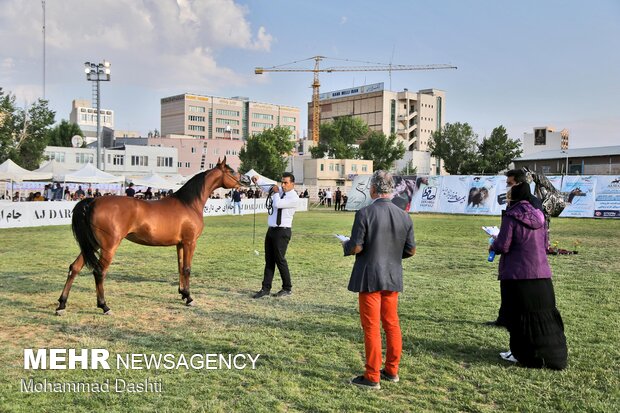 جشنواره ملی زیبایی اسب اصیل عرب در اردبیل