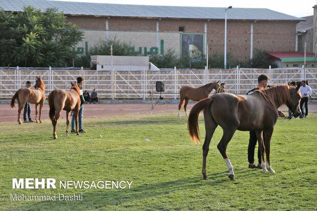جشنواره ملی زیبایی اسب اصیل عرب در اردبیل