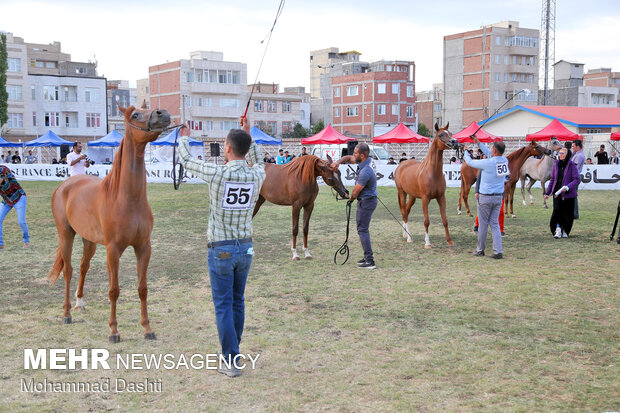 جشنواره ملی زیبایی اسب اصیل عرب در اردبیل