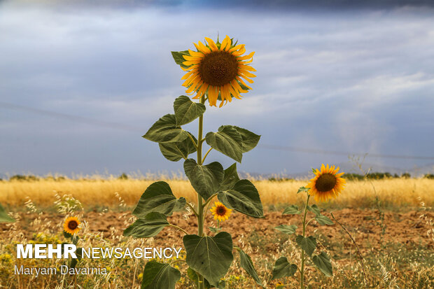 Sunflower farm in  North Khorasan Province