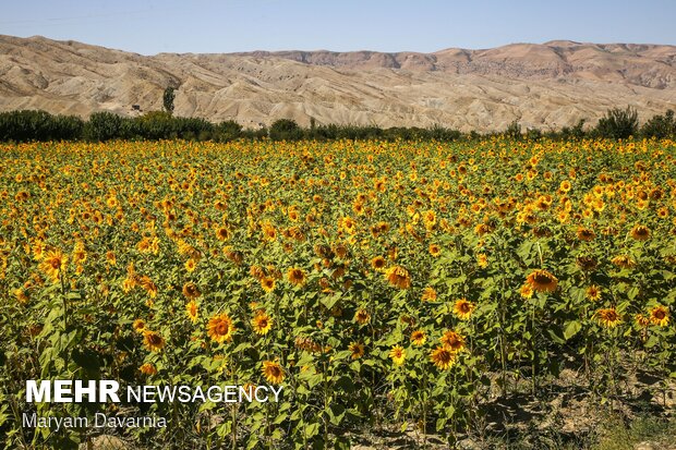 Sunflower farm in  North Khorasan Province