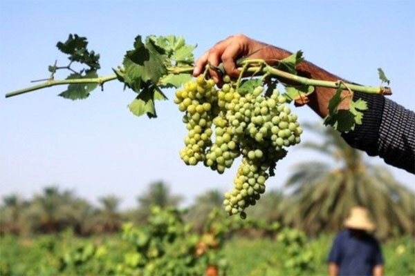 برداشت انگور در ۳۲ هکتار از باغات شهرستان بدره آغاز شد