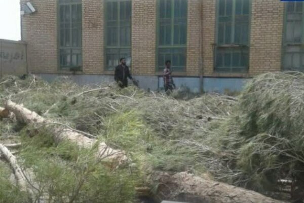 قطع درختان کهنسال در مسجد جامع مهریز/قطع ۱۲ درخت با دستور دادستان