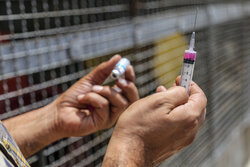 ۸۱ درصد واکسن هاری در شهرضا برای گزش حیوانات خانگی استفاده می‌شود
