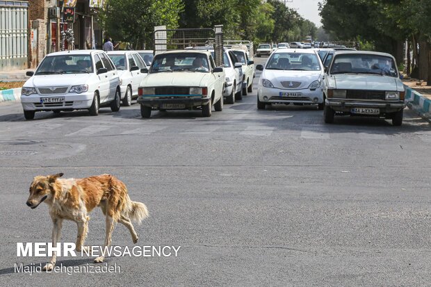 جمعیت سگ‌های بلاصاحب در دماوند افزایش داشته است