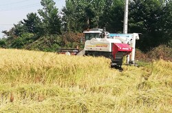 نخستین برداشت مکانیزه محصول برنج در شهرستان رودبار