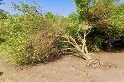 شکسته شدن درختان و آلودگی هوا براثر طوفان در آذربایجان‌شرقی
