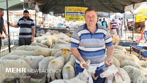 بازار خرید و فروش دام در ترکیه در آستانه عید سعید قربان
