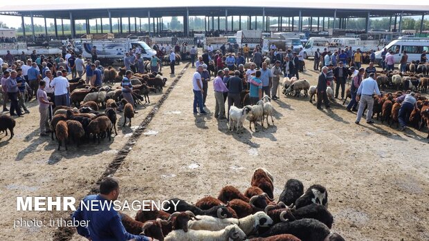 بازار خرید و فروش دام در ترکیه در آستانه عید سعید قربان