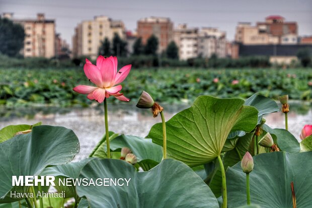 نیلوفر آبی میان گل و لای مردابها رشد کرده و به نهایت زیبایی و قشنگی میرسد.