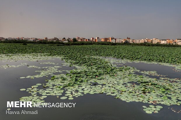 نبض زندگی در دل مرداب