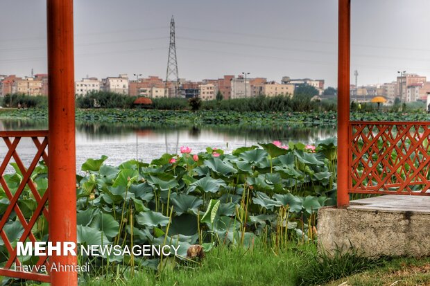 در ایران نیلوفر، نماد ایزدبانو آناهیتا بوده‌است. در اساطیر یونان، ایزدبانو آفرودیت و در اسطوره‌های هند، ایزدبانو لاکشمی با این گل پیوند دارند. در برخی روایت‌های اسطوره‌ای، میترا در میان گل نیلوفر زاده می‌شود.