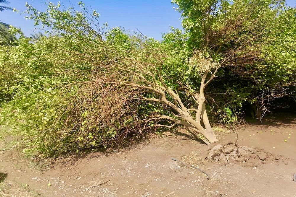 خسارت ۱۵۰ میلیارد ریالی سیلاب اخیر به بخش کشاورزی مهرستان